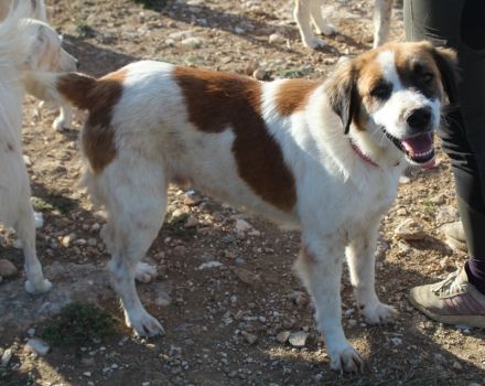 Mick, geb. ca. 12/2020, lebt in GRIECHENLAND, auf einem Gelände