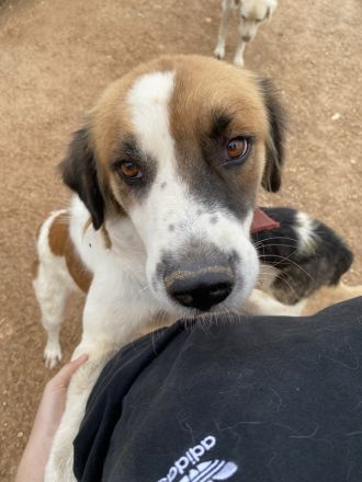 Mick, geb. ca. 12/2020, lebt in GRIECHENLAND, auf einem Gelände