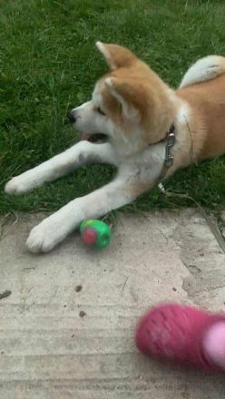 Japanische Akita Inu Welpe mit Pedigree