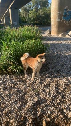 Japanische Akita Inu Welpe mit Pedigree