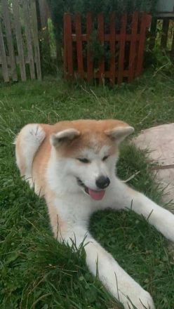 Japanische Akita Inu Welpe mit Pedigree