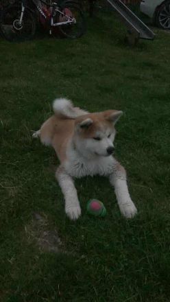 Japanische Akita Inu Welpe mit Pedigree