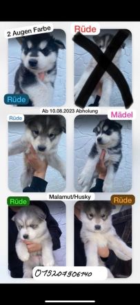 Husky Malamut Welpen suchen neue Wohnung