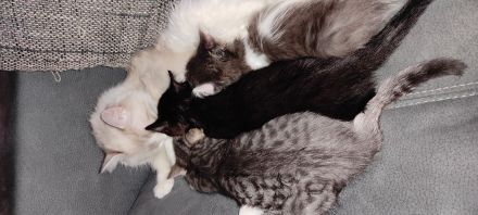 Zwei Ragdoll BKH Mix Kitten