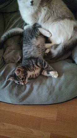 Zwei Ragdoll BKH Mix Kitten