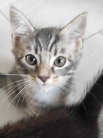 Zwei Ragdoll BKH Mix Kitten