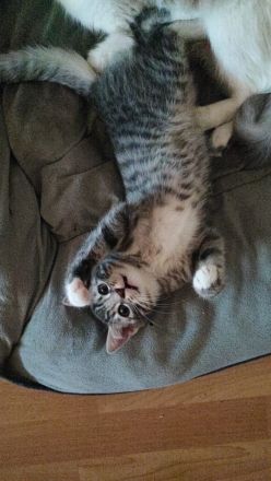 Zwei Ragdoll BKH Mix Kitten