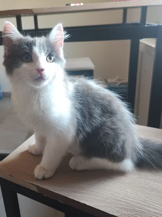 Zwei Ragdoll BKH Mix Kitten