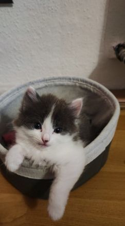 Zwei Ragdoll BKH Mix Kitten