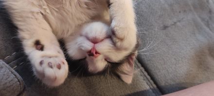 Zwei Ragdoll BKH Mix Kitten