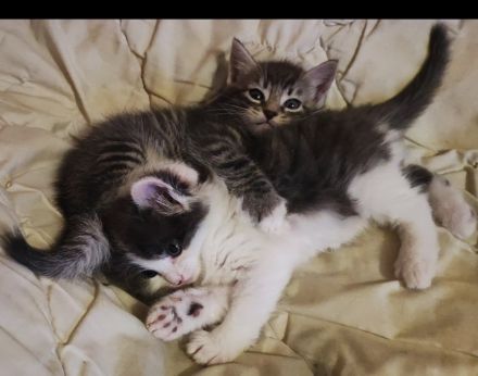 Zwei Ragdoll BKH Mix Kitten