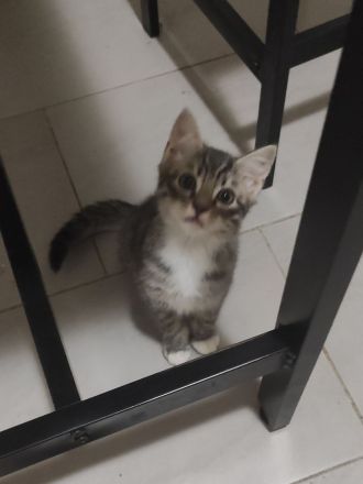 Zwei Ragdoll BKH Mix Kitten