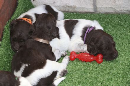 Kleine Münsterländer Welpen