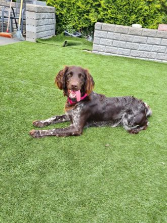 Kleine Münsterländer Welpen