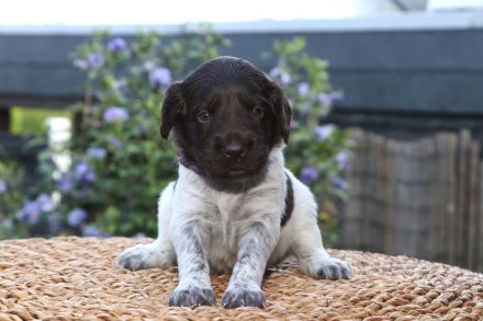 Kleine Münsterländer Welpen