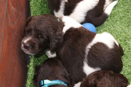 Kleine Münsterländer Welpen