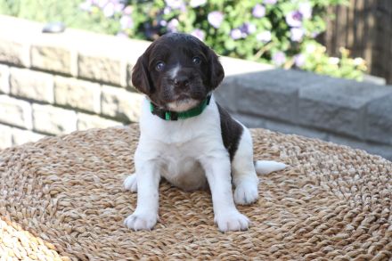 Kleine Münsterländer Welpen