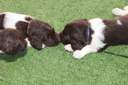 Kleine Münsterländer Welpen