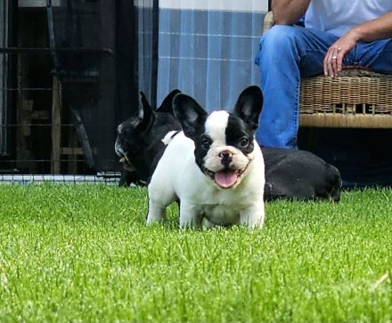 Französische Bulldoggen