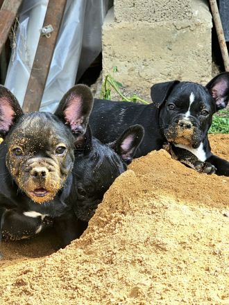 Französische Bulldoggen