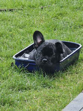 Französische Bulldoggen