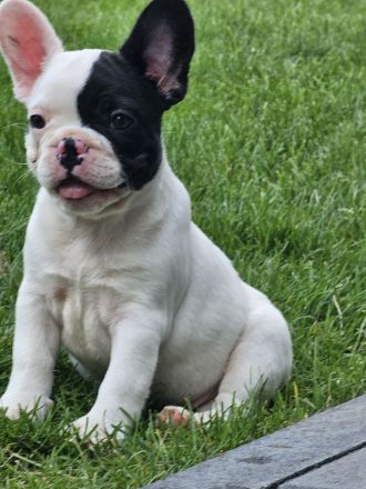 Französische Bulldoggen