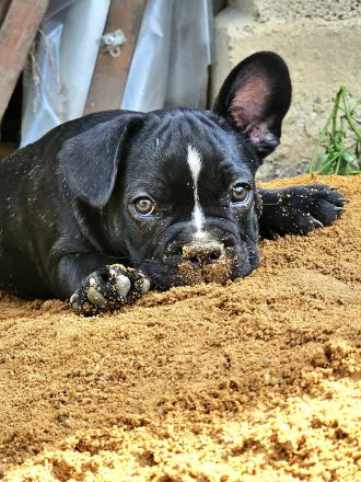 Französische Bulldoggen