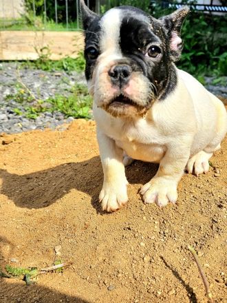 Französische Bulldoggen