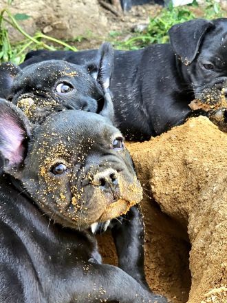 Französische Bulldoggen