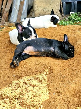 Französische Bulldoggen