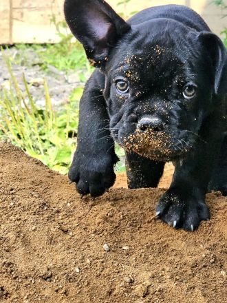 Französische Bulldoggen