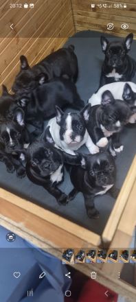 Französische Bulldoggen