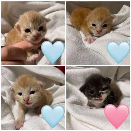 Maine coon Kitten ab Oktober rot und glückskatze