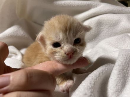Maine coon Kitten ab Oktober rot und glückskatze