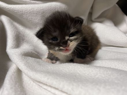 Maine coon Kitten ab Oktober rot und glückskatze
