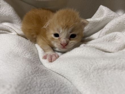 Maine coon Kitten ab Oktober rot und glückskatze