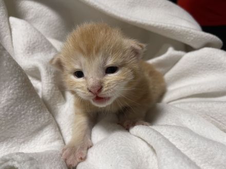 Maine coon Kitten ab Oktober rot und glückskatze