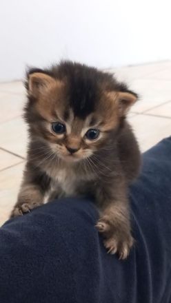 Kitten