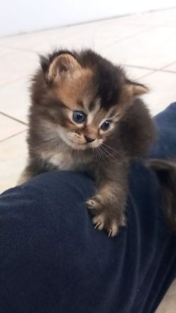Kitten