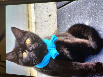 BKH Kater Reinrassig Dunkelbraun