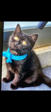 BKH Kater Reinrassig Dunkelbraun