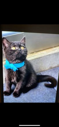 BKH Kater Reinrassig Dunkelbraun