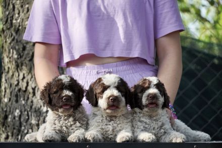 Lagotto Romagnolo Welpen