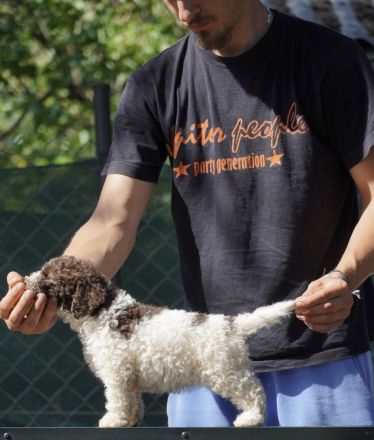 Lagotto Romagnolo Welpen