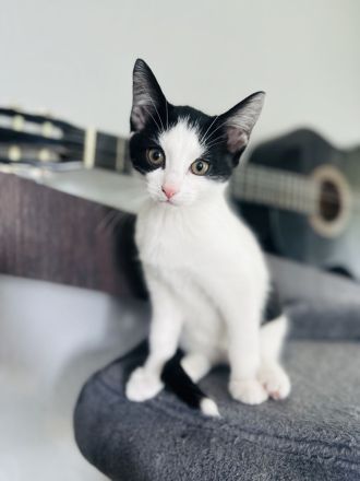 Babykatzen suchen zuhause