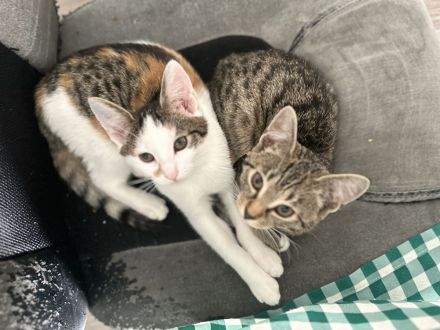 Babykatzen suchen zuhause