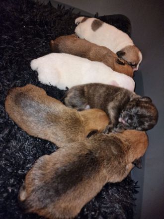 Boardercollie Französische Bulldogge Mix Welpen