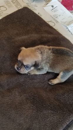 Boardercollie Französische Bulldogge Mix Welpen