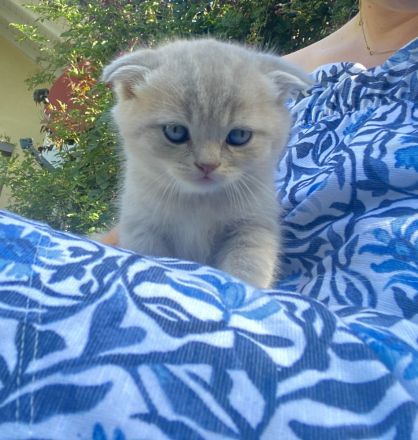 BKH - Kitten, Kätzchen