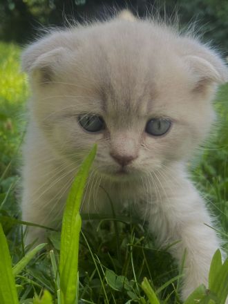 BKH - Kitten, Kätzchen